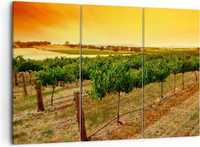 Produktbild von Bild auf Leinwand - Leinwandbild - Landschaft Weinberg Sonnenuntergang - 105x70cm - Wand Bild - Wanddeko - Leinwanddruck - Bilder - Kunstdruck - Leinwand bilder - Wandkunst - CE105x70-0116