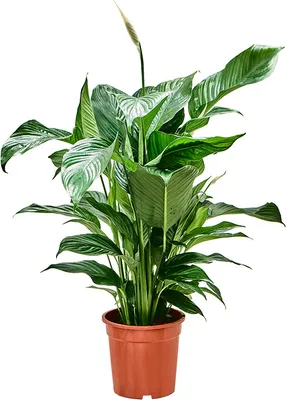 Obrázok produktu pre Nieuwkoop Europe BV Spathiphyllum Sweet Lauretta, priemer 21 cm