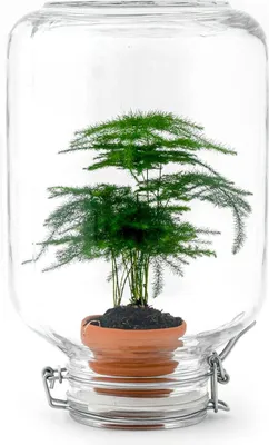 Immagine prodotto di Asparagi Easyplant Urbanjngl