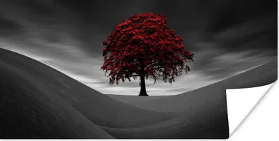 Produktbild von MuchoWow® Poster Schwarz-Weiß-Foto mit einem roten Baum 80x40 cm - Wanddeko