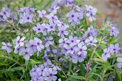 Zdjęcie produktu dla Phlox divaricata 'Chattahoochee', Waldphlox, lawendowoniebieski, ok. 9x9 cm Topf