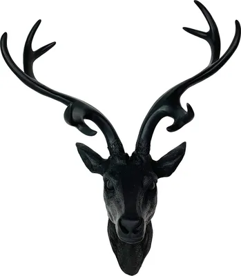 Produktbild von Hirschgeweih Hirschkopf Geweih 10-Ender Schwarz 14x16x30cm