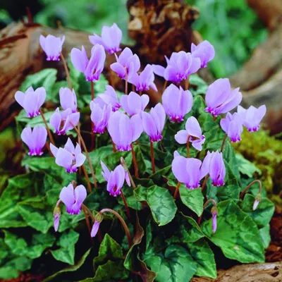 Obrázok produktu pre Cyclaam - 10 x Cyclamen neapolitanum