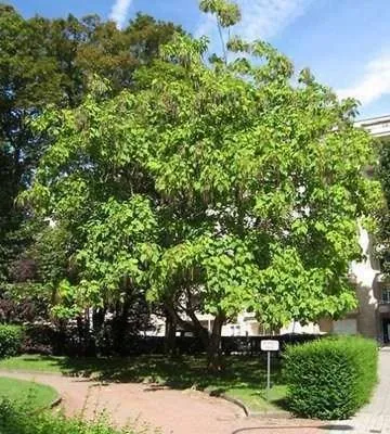 Obrázok produktu pre 10 kusov stromu Trompetenbaum (Catalpa bignonioides) | výška 40-60 cm, bez koreňového balu