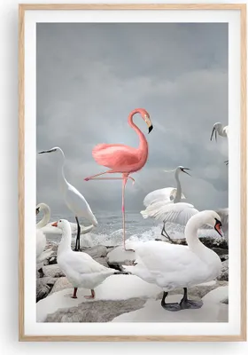 Produktbild von Gerahmtes Poster - Rahmen in heller Eiche - Flamingo Schwan Fantasie - 61x91,5 cm - Wand Bild - Wanddeko - Wandbilder - Kunstposter - Wandposter - Bilderrahmen - Bilder - Kunstdruck - P2NPA61x91-4929