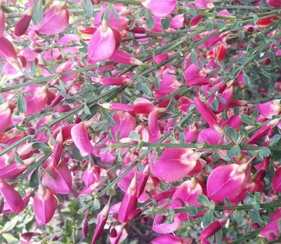 Image de Edelginster Cytisus scoparius -Boskoop Ruby- Ginster 60 - 80 cm