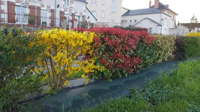 Image de Kit haie caduc fleurie