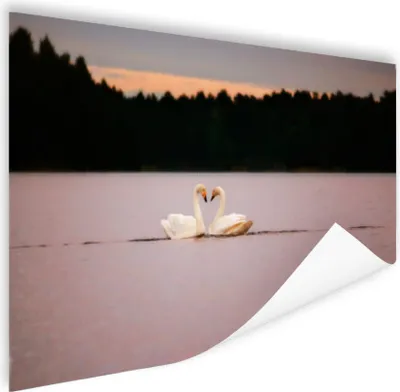 Produktbild von MuchoWow® Poster Schwäne - Wasser - Bäume 80x60 cm - Kunst für zu Hause