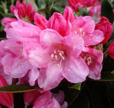 Produktbild von Rhododendron yakushimanum 'Taroko' Japanische Azalee 25 - 30 cm