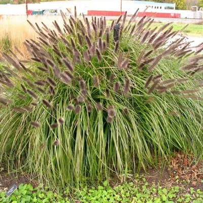Produktbild von 25 Pflanzen Schwarzes Lampenputzergras 'Black Beauty', Pennisetum, P9 Topf