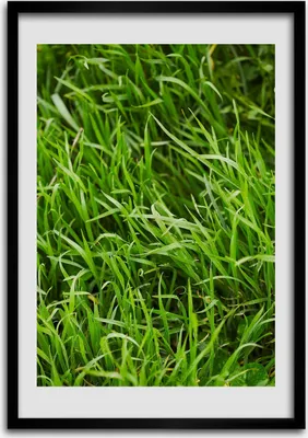 Produktbild von Bild - Bilderrahmen - Foto - 70 cm x 100 cm - MDF - Rahmen - Wandkunst - Gras
