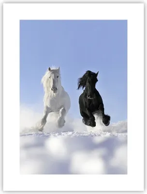 Produktbild von Poster - Poster ohne Rahmen - Tiere Schönheit Wettbewerb - 30x40 cm - Wand Bild - Wanddeko - Wandbilder - Kunstposter - Wandposter - Bilder - Kunstdruck - Wanddekoration - Wandbild - P2XPA30x40-2179