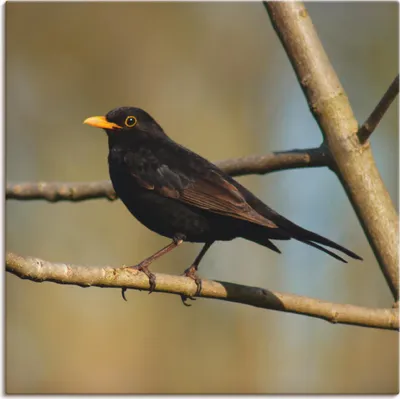 Produktbild von ARTland Leinwandbild Amsel Größe: 50x50 cm