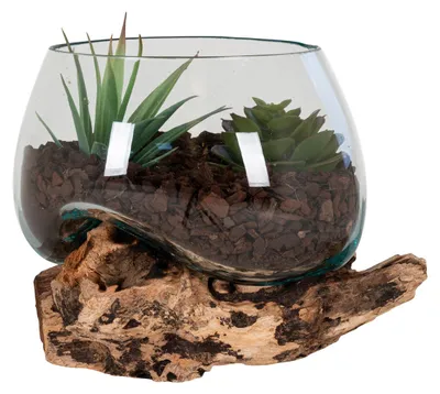 Zdjęcie produktu dla Terrario San Marino w szklanej kuli na podstawie z korzenia tekowego 15x15x15 cm