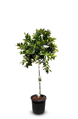 Image de Sunny Tree - Limettier grand 150 centimètres - Citrus Aurantifolia - Arbre fruitier - Endroits ensoleillés - Fructification - Limettier de 8 ans