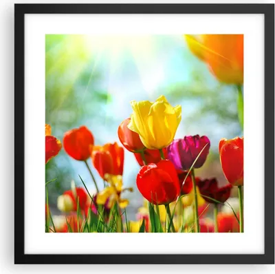 Produktbild von Gerahmtes Poster - Schwarzer Rahmen - Tulpe Blume Plantage Wiese - 40x40 cm - Wand Bild - Wanddeko - Wandbilder - Wandposter - Bilderrahmen - Bilder - Kunstdruck - Wandbild - P2BAC40x40-2566