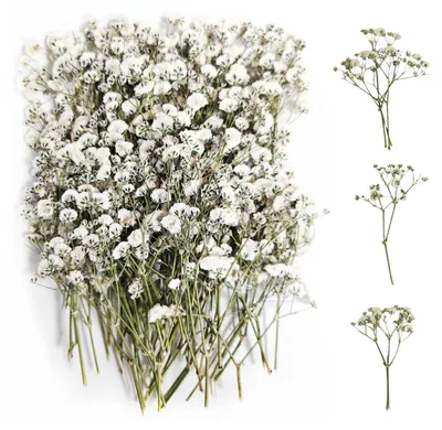 100 getrocknete Schleierkraut-Blüten, weiß, für Dekoration & Basteln