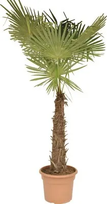 Obrázek produktu pro Palma konopná, žumara ztepilá FloraSelf Trachycarpus fortunei kmen 50-60 cm celková výška 120-140 cm květináč Ø 40 cm