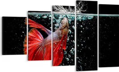 Produktbild von Bild auf Leinwand - Leinwandbild - Fisch Wasser Natur - 100x60cm - Wand Bild - Wanddeko - Leinwanddruck - Bilder - Kunstdruck - Wanddekoration - Leinwand bilder - Wandkunst - EG100x60-3492