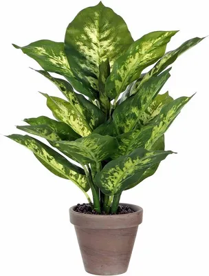 Image de Mica Decorations Plante artificielle Dieffenbachia - 30x30x40 cm - Plastique - Vert