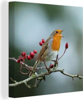 Obrázok produktu pre OneMillionCanvasses® - Maľba na plátne - Obraz na plátne Nástenná maľba na plátne - Robin - vetva - bobule - 50x50cm - Fotografia na plátne - maľba na
