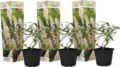Image de Arbre à papillons - Set de 3 - Buddleja davidii 'Profusion' - H25-40cm - ⌀9cm