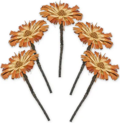 Immagine prodotto di Cespugli di zucchero Protea set di 5 fiori secchi naturali sbiancati 20 - 30 cm