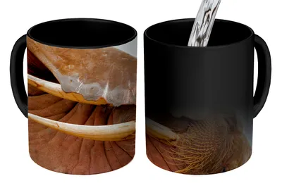 Obrázek produktu pro MuchoWow® Kouzelný pohár Mrož - Zvířata - zblízka 350 ml Barva měnící se pohár Dárkový nápad - foto hrnek