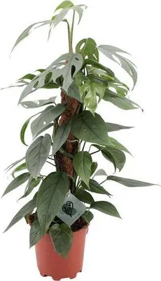 Produktbild von Efeutute Epipremnum Pinnatum Cebu Blue Efeutute Ø17cm 60cm seltene Rankpflanze