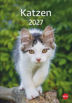 Produktbild von Katzen Kalender 2027