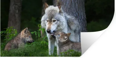 Produktbild von MuchoWow® Wandtattoo Wandsticker Wandaufkleber Wolf - Moos - Wald - Welpe 120x60 cm Selbstklebend und Repositionierbar - Sticker - Dekorfolie