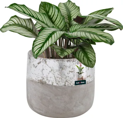A potted plant with decorative leaves in a textured pot.