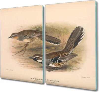 Produktbild von Coloray Schneidebrett Herdabdeckplatte 2x30x52 cm Kochplattenabdeckung Hackbrett Küchenbrett - Vögel Tiere