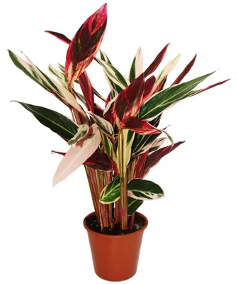 Zdjęcie produktu dla Roslina cieniolubna XXL - Calathea insigne "Triostar" - Stromanthe sanguinea - doniczka 19 cm - wysokosc ok. 70-80 cm