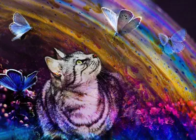 Immagine prodotto di Grafika Puzzle Gatto e farfalle - 500 pezzi puzzle giocattolo