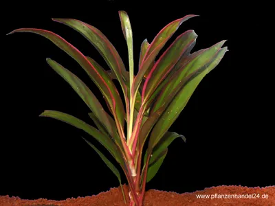 Produktbild von 5 Bunde Cordyline Terminelis Feuerpalme, Paludarium