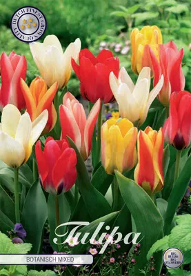Artikelbild 2 von 'Tulpe Botanical Mix (10 Stück)' aus der Kategorie Tulpenzwiebeln