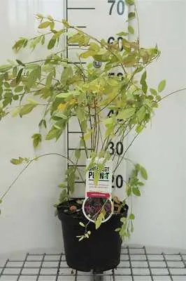 Obrázek produktu pro Lespedeza thunbergii (desmodium pend.) - jetel Thunbergův 40- 50 cm - Kontejnerový
