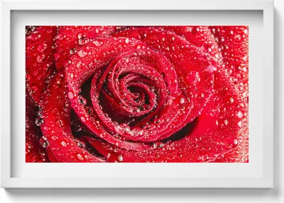 Produktbild von Rose auf roten Rosenblättern– Wandbild mit Rahmen – Gerahmtes Bild  – Wanddekoration – 60x40 cm –  Schwarz Rahmen