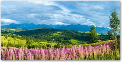 Produktbild von Tulup® Glas-Bild - 100x50 -Wandkunst - Wandbild hinter gehärtetem Sicherheitsglas  - Blumen & Pflanzen - Lavendel Berge - Grün