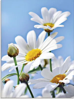 Produktbild von ARTland Glasbild Blumen - Margeriten Größe: 45x60 cm