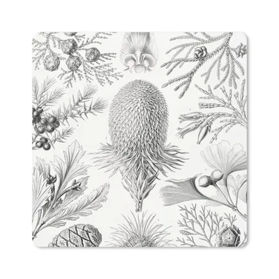 Produktbild von MuchoWow® Mauspad Mousepad Koniferen - Ernst Haeckel - Kunst - Retro - Illustration - Natur 20x20 cm - Mousepads - Maus Mat - Pad - Mausunterlage - Desk Mat - Bureauartikeln