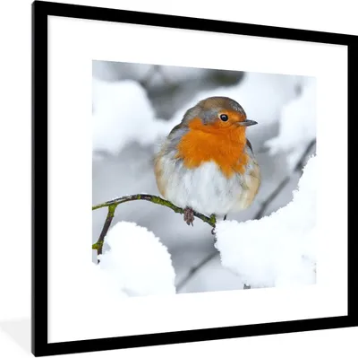 Produktbild von MuchoWow® Gerahmtes Poster Rotkehlchen - Schnee - Winter 40x40 cm - Poster mit Schwarzem Bilderrahmen Wandposter Rahmen Foto Bilder - Poster - Plakat im Rahmen