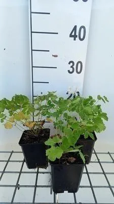 Produktbild von 6 x  Thalictrum aquilegifolium - Wiesenraute - Topf 9 x 9 cm