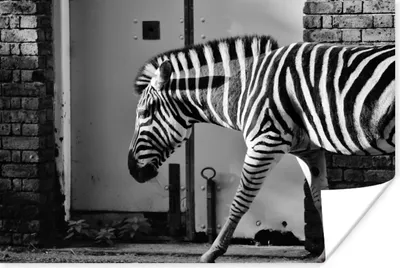 Produktbild von MuchoWow® Poster Zebra - Wand - Tür - Tiere - Schwarz und weiß 120x80 cm - Bilder