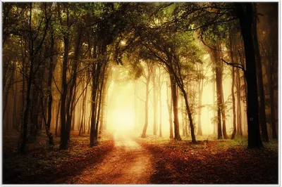 Produktbild von Wallario Wandbild Sonnenuntergang auf dem Waldweg, Größe: 61 x 91,50 cm, Poster mit weißem Aluminiumrahmen