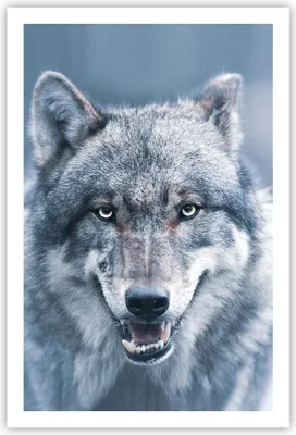 Produktbild von Poster - Poster ohne Rahmen - Wolf Raubtier Wildheit - 61x91,5 cm - Wand Bild - Wanddeko - Wandbilder - Kunstposter - Wandposter - Bilder - Kunstdruck - Wanddekoration - Wandbild - P2XPA61x91-5073