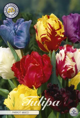 Artikelbild 2 von 'Tulpe Parrot Mix (7 Stück)' aus der Kategorie Tulpenzwiebeln