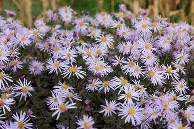 Produktbild von 6 x  Aster pyrenaeus 'Lutetia' - Herbstaster - Topf 9 x 9 cm