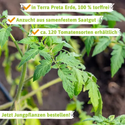 Artikelbild 10 von 'Kirschtomatenpflanze Tomfall' aus der Kategorie Kirschtomatenpflanzen